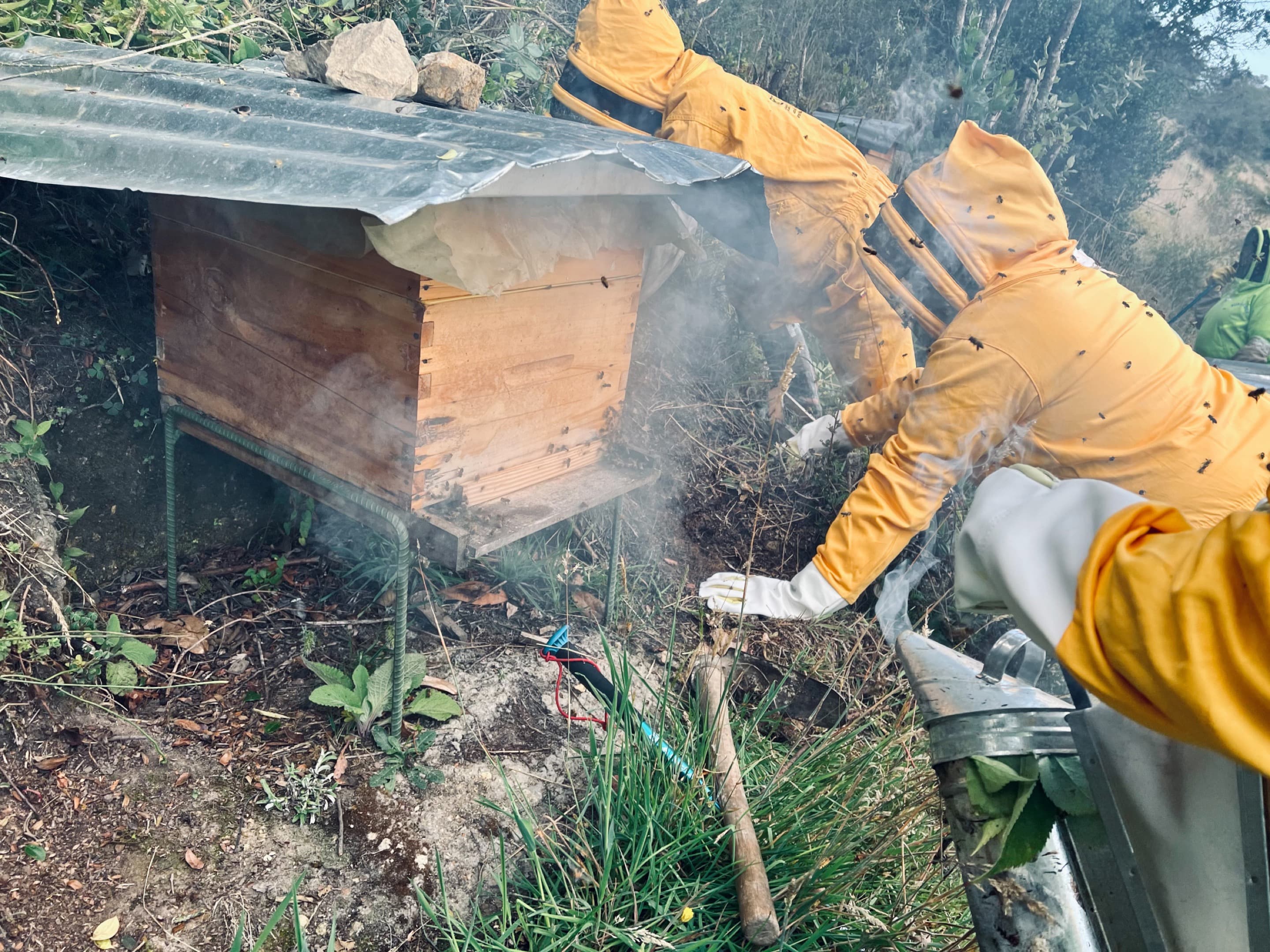 Two people in yellow full-body protective suits look inside a beehive. 