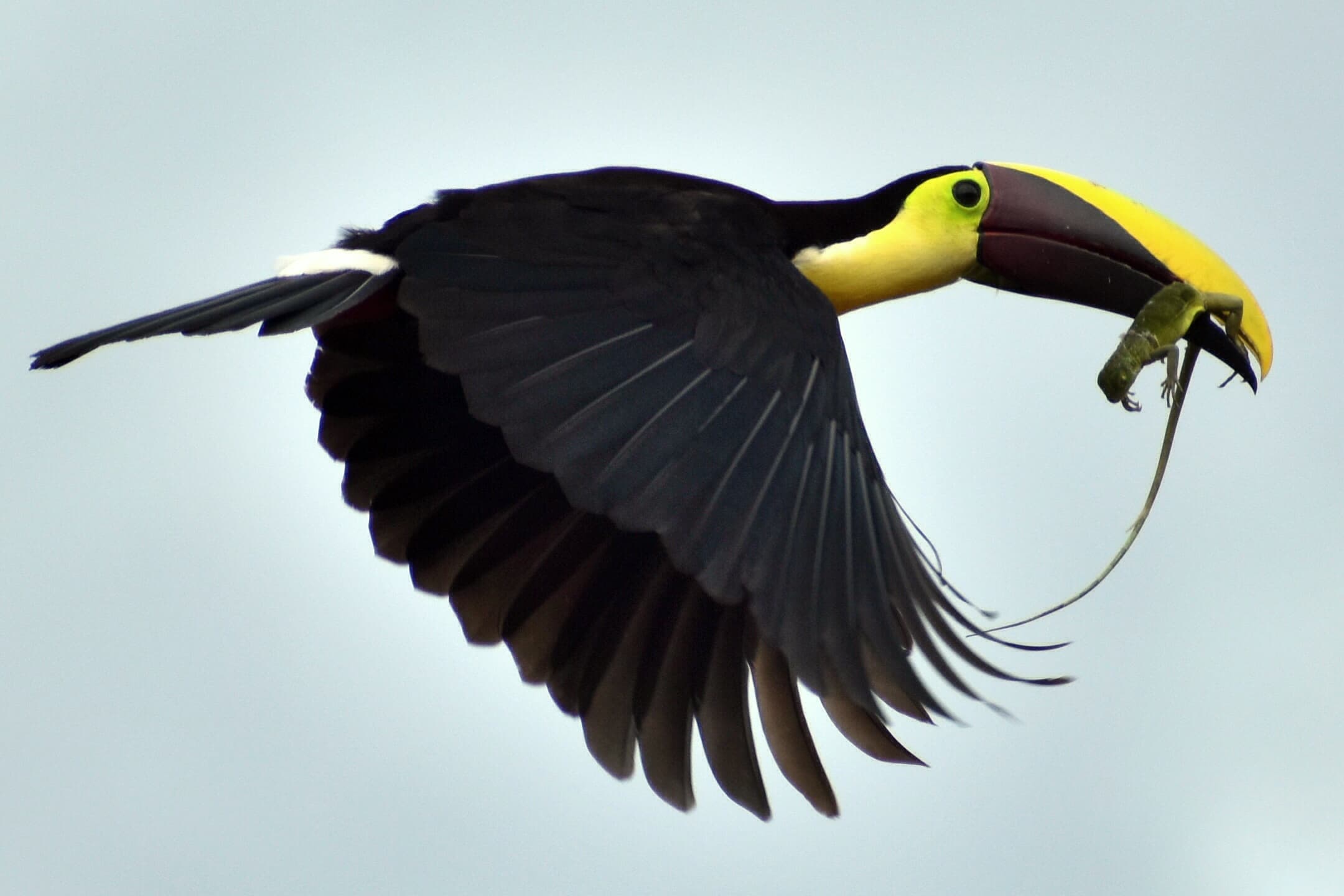 Tennenbaum aims to bring together young birders nationwide while exploring the mysteries of migration.