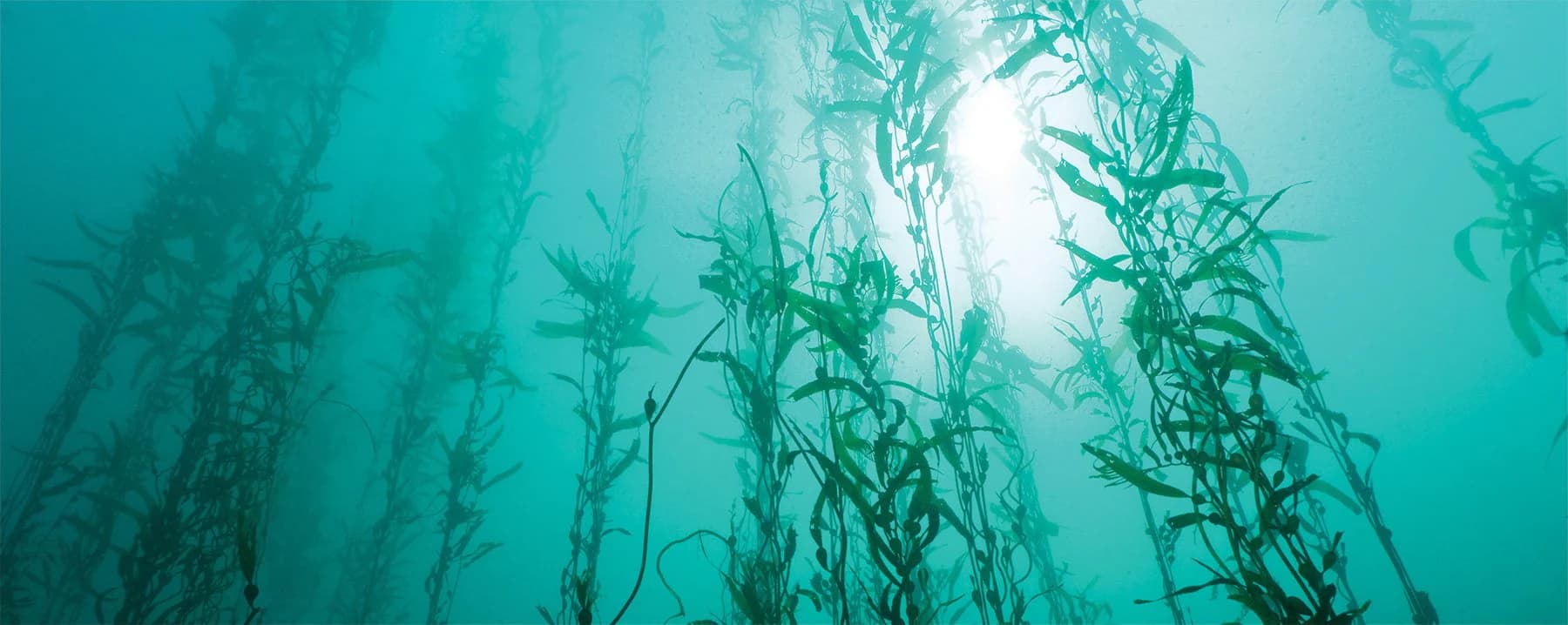 Ishga seaweed